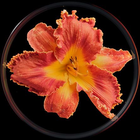 Comparison Flower Photo Before and After Using Samsung Galaxy Note9 Intelligent Camera