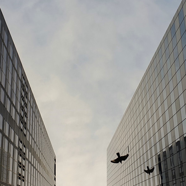 A photo taken by Galaxy Note9 looking skywards between two glass buildings, shown at an extreme angle, with a bird flying by